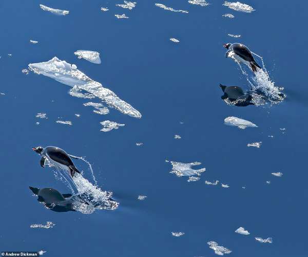 عکس های برگزیده زیست محیطی (گزارش تصویری)