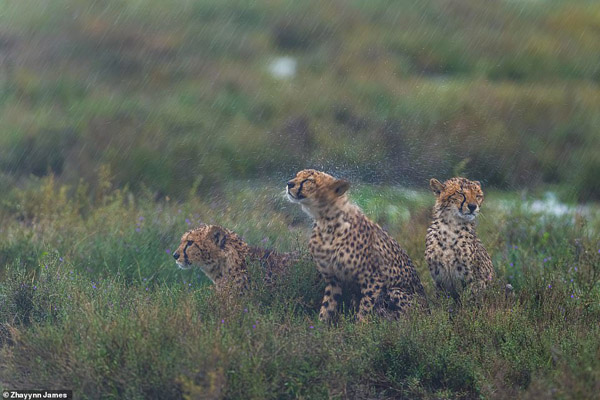 عکس های برگزیده زیست محیطی (گزارش تصویری)