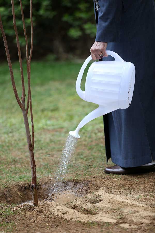 کاشت دو نهال توسط رهبر انقلاب (+عکس) کاشت دو نهال توسط رهبر انقلاب (+عکس)
