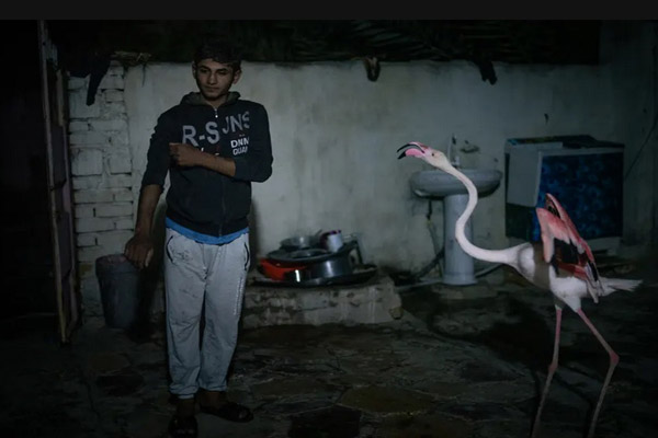 حیات وحش گونه های جانوری کمیاب (گزارش تصویری) حیات وحش گونه های جانوری کمیاب (گزارش تصویری)