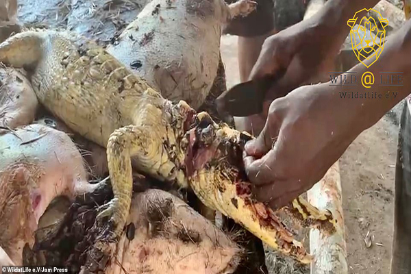 تصاویری چندش آور که هشدار بزرگی برای جهان است