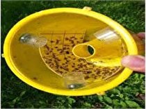 مگس میوه در 2700 هکتار باغ های آمل ردیابی شد