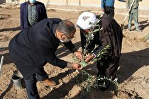 یک هزارو 650 نهال برای طرح شجره طیبه در یزد پلاک گذاری شد