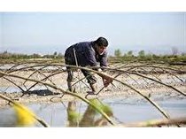 نخستین شالیکار ساروی خزانه گیری کرد