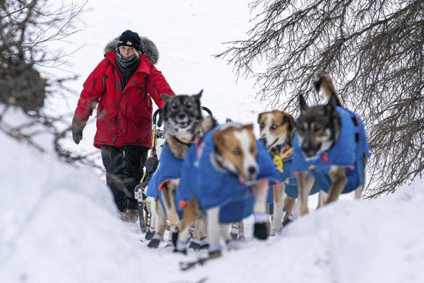 یک زنبور سبز و غول پیکر / مسابقه گاو سواری! (گزارش تصویری) یک زنبور سبز و غول پیکر / مسابقه گاو سواری! (گزارش تصویری)