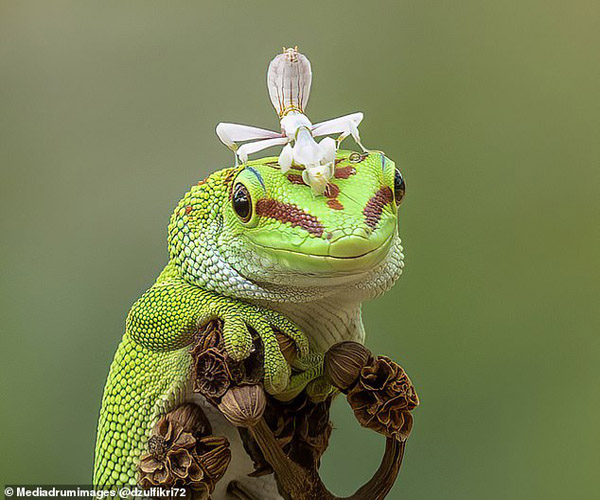 یک زنبور سبز و غول پیکر / مسابقه گاو سواری! (گزارش تصویری) یک زنبور سبز و غول پیکر / مسابقه گاو سواری! (گزارش تصویری)