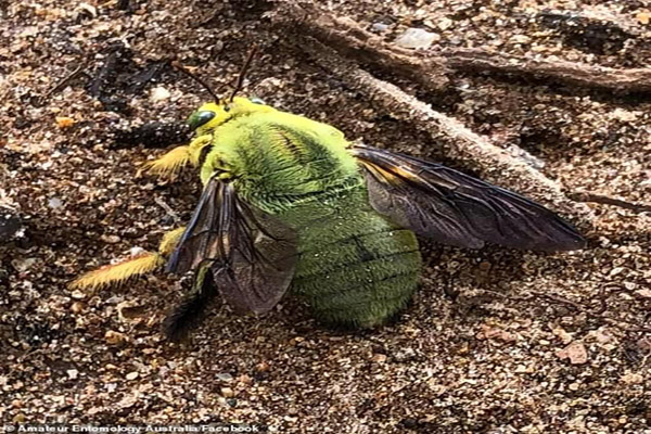 یک زنبور سبز و غول پیکر / مسابقه گاو سواری! (گزارش تصویری) یک زنبور سبز و غول پیکر / مسابقه گاو سواری! (گزارش تصویری)