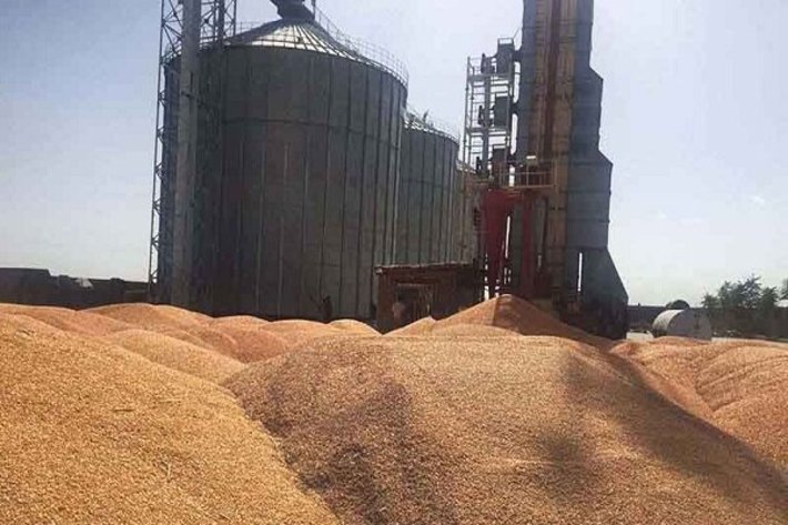 تولید و ارسال بیش از 100 هزار تن گندم از قزوین به سایر استان‌ها