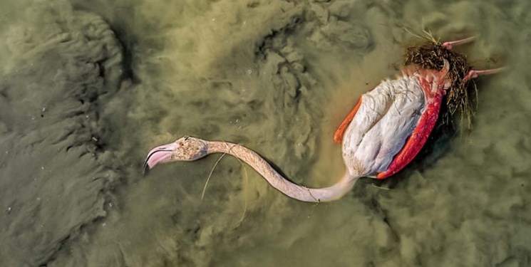 توقف مرگ و میر مشکوک بیش از ۳۰ هزار پرنده مهاجر در میانکاله/ چه کسی مقصر بود؟