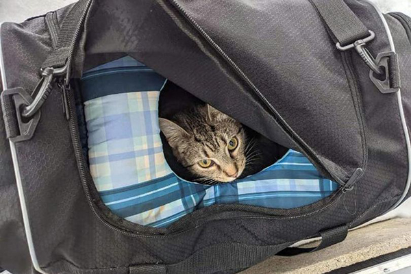 ادامه غوغا در کاتالان برای یک رپر / بمبی که گربه شد! (گزارش تصویری) ادامه غوغا در کاتالان برای یک رپر / بمبی که گربه شد! (گزارش تصویری)