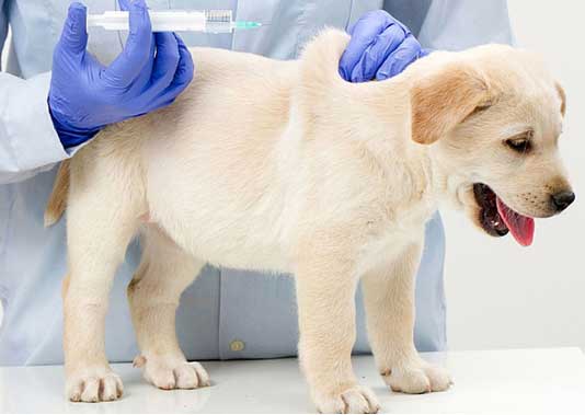 بهترین پت شاپ را چگونه بشناسیم؟ بهترین پت شاپ را چگونه بشناسیم؟