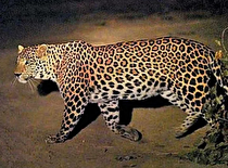 حمله مرگبار پلنگ به کودک ۳ ساله