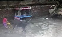 لحظه وحشتناک حمله گاو به کودک خردسال! + فیلم