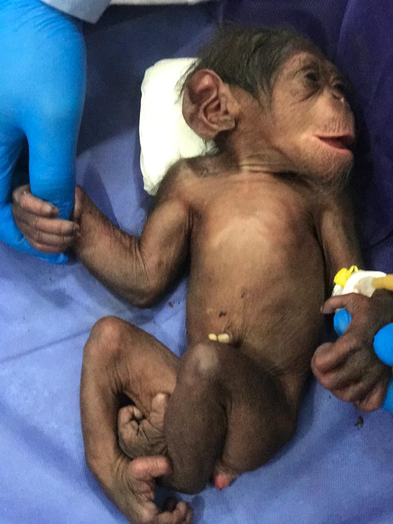 تشکیل پرونده برای شامپانزه ۳ ساله در دادگاه