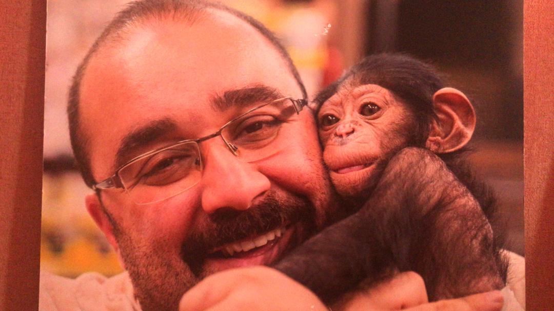 تشکیل پرونده برای شامپانزه ۳ ساله در دادگاه