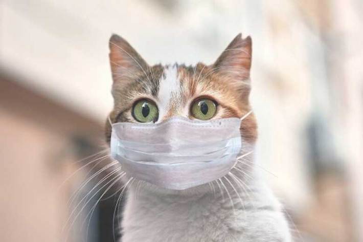 تا کنون هیچ مدرکی که نشان دهد گربه‌ها ویروس کووید ۱۹ را به انسان‌ها انتقال داده‌اند، وجود ندارد اما آیا گربه‌ها این ویروس را به گربه‌های دیگر منتقل می‌کنند؟