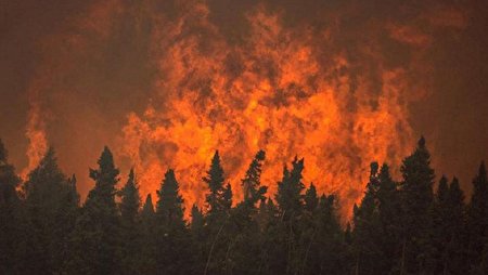 کسانی که جنگل ها را آتش می زنند احتمالا مشکل روانی دارند / بشیتر حریق ها عمدی است