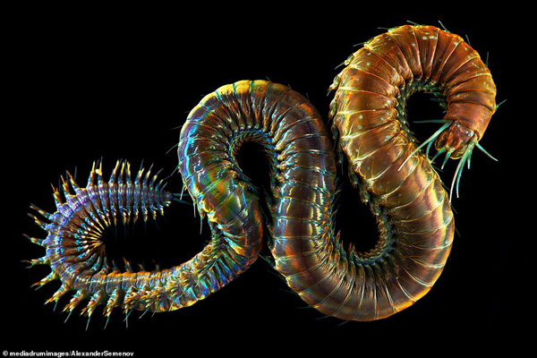 موجودات شگفتانگیز اعماق دریای سفید (گزارش تصویری) موجودات شگفتانگیز اعماق دریای سفید (گزارش تصویری)