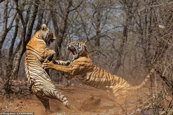 عکس و مکث؛ از دعوای مادر و دختری تا ملخی با ماسک عکس و مکث؛ از دعوای مادر و دختری تا ملخی با ماسک