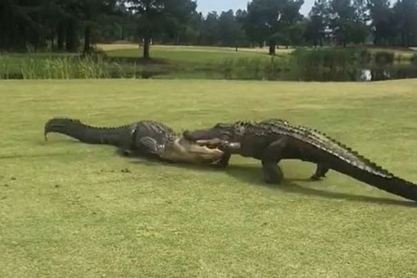 عکس و مکث؛ از دعوای مادر و دختری تا ملخی با ماسک عکس و مکث؛ از دعوای مادر و دختری تا ملخی با ماسک