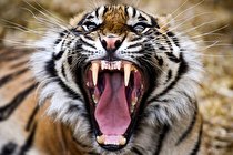 دور دنیا در قاب تصاویر؛ داستان یک خرس مشهور و سیاه