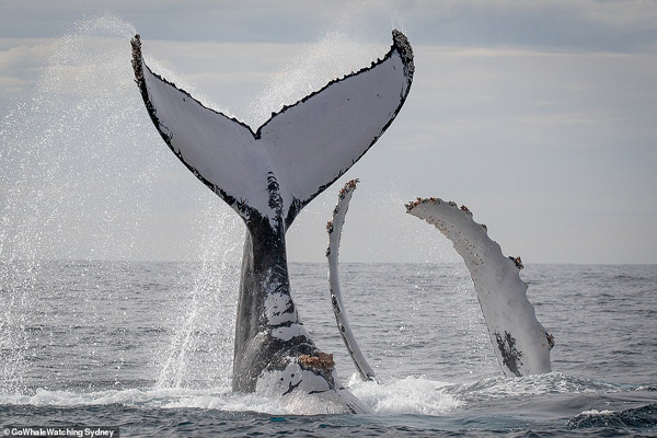 تصاویر برگزیده حیات وحش؛ جولان نهنگ های کمیاب