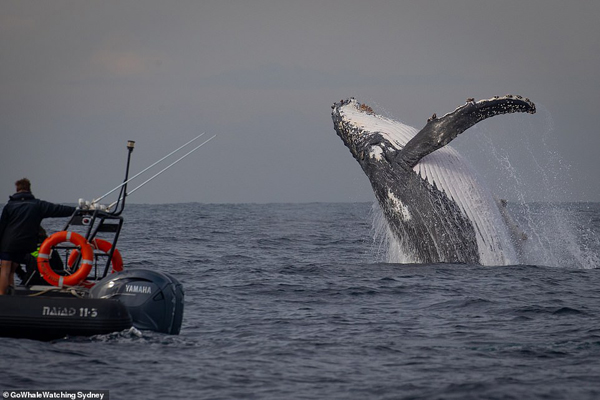 تصاویر برگزیده حیات وحش؛ جولان نهنگ های کمیاب