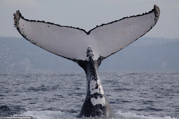 تصاویر برگزیده حیات وحش؛ جولان نهنگ های کمیاب