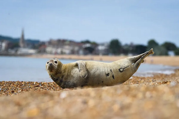 دور دنیا در قاب تصاویر؛ جنازه ای در سطل آشغال