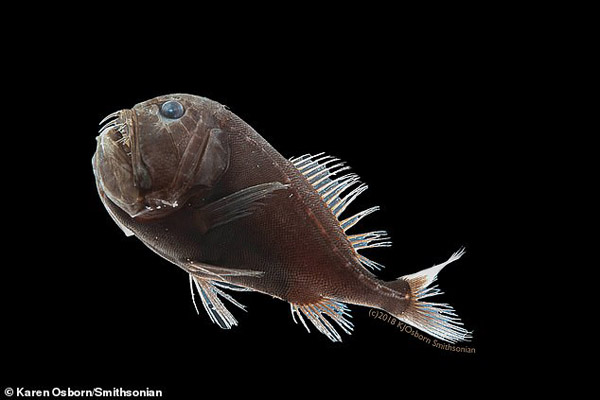 عجیب ترین و تکامل یافته ترین ماهی دنیا (تصاویر)