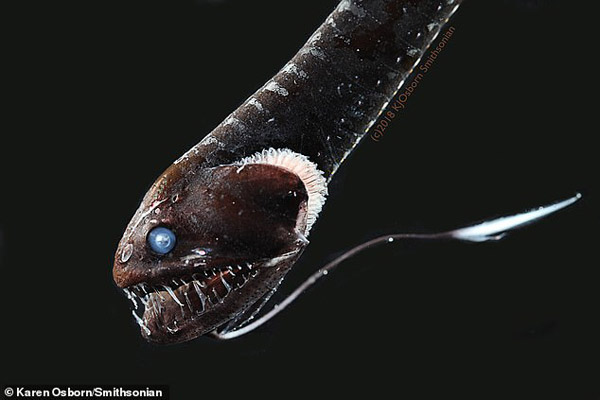 عجیب ترین و تکامل یافته ترین ماهی دنیا (تصاویر)