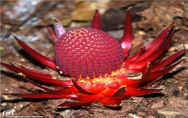 گیاه خون آشام چیست؟ (تصاویر) گیاه خون آشام چیست؟ (تصاویر)