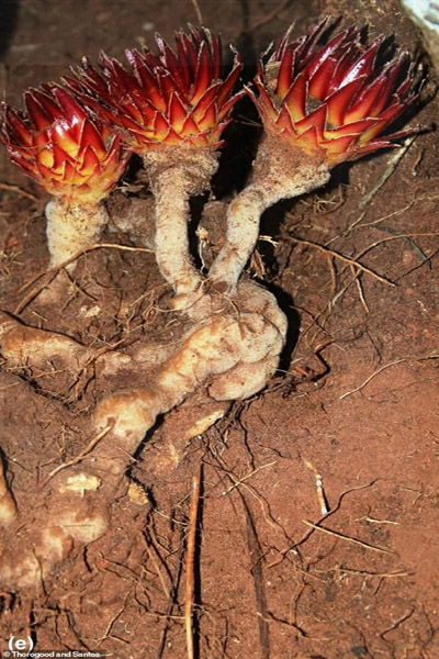 گیاه خون آشام چیست؟ (تصاویر) گیاه خون آشام چیست؟ (تصاویر)