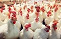 جوجه کُشی عامل گرانی مرغ در بازار است؟
