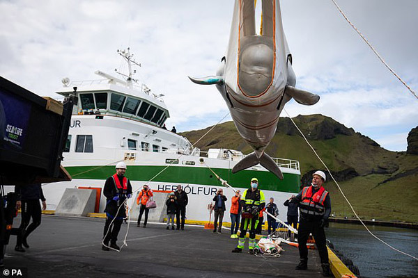 جابجایی نهنگ هایی که می خندند! (تصاویر) جابجایی نهنگ هایی که می خندند! (تصاویر)