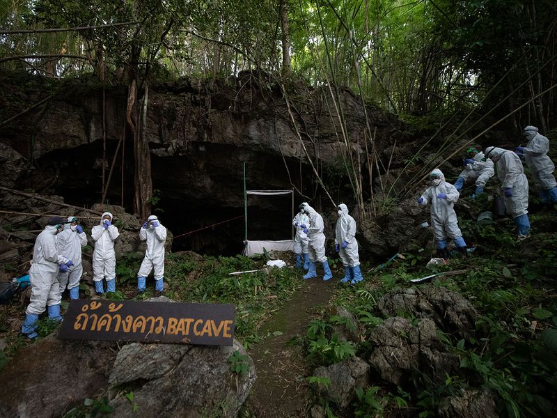 این خفاش ها دلیل اصلی شیوع کرونا در جهان هستند؟ (گزارش تصویری) این خفاش ها دلیل اصلی شیوع کرونا در جهان هستند؟ (گزارش تصویری)
