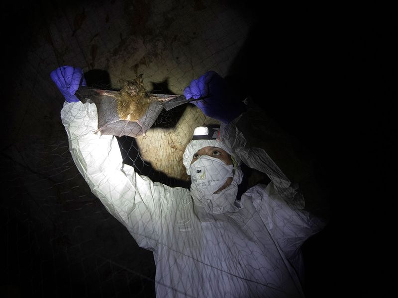 این خفاش ها دلیل اصلی شیوع کرونا در جهان هستند؟ (گزارش تصویری) این خفاش ها دلیل اصلی شیوع کرونا در جهان هستند؟ (گزارش تصویری)