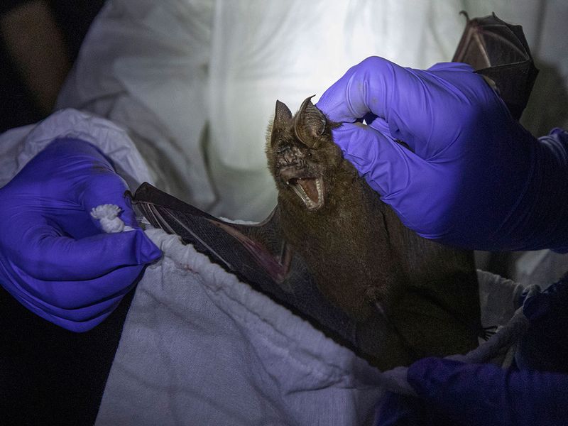 این خفاش ها دلیل اصلی شیوع کرونا در جهان هستند؟ (گزارش تصویری) این خفاش ها دلیل اصلی شیوع کرونا در جهان هستند؟ (گزارش تصویری)