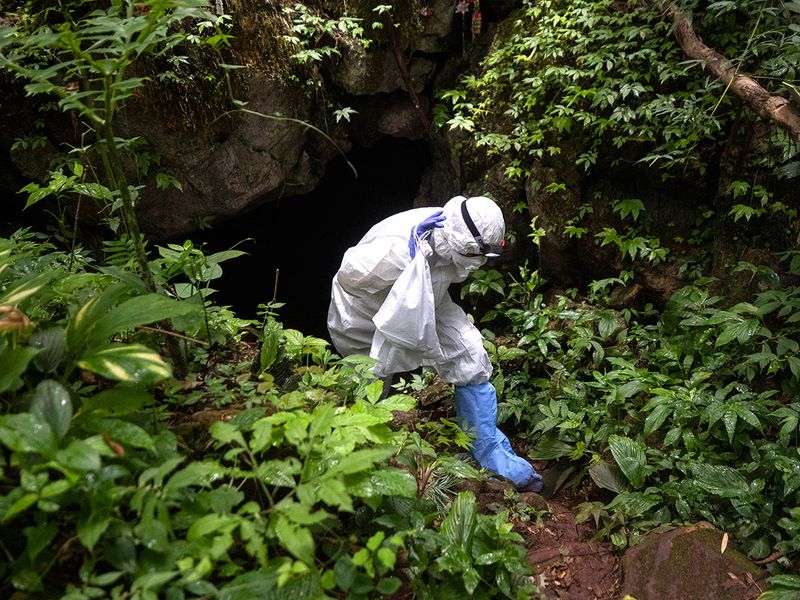 این خفاش ها دلیل اصلی شیوع کرونا در جهان هستند؟ (گزارش تصویری) این خفاش ها دلیل اصلی شیوع کرونا در جهان هستند؟ (گزارش تصویری)