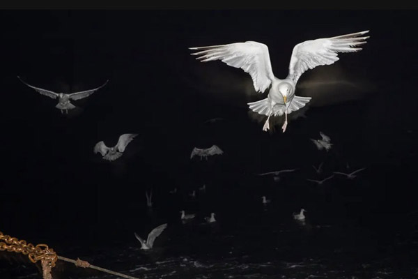 دور دنیا در قاب تصاویر؛ دستگیر شدن به دلیل ماسک نزدن! دور دنیا در قاب تصاویر؛ دستگیر شدن به دلیل ماسک نزدن!