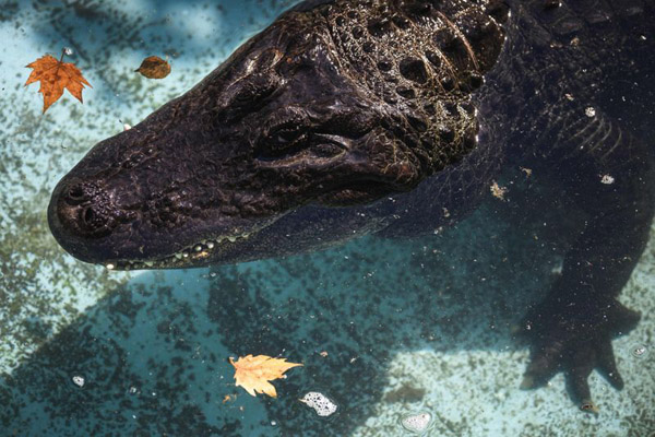 دور دنیا در قاب تصاویر؛ دستگیر شدن به دلیل ماسک نزدن! دور دنیا در قاب تصاویر؛ دستگیر شدن به دلیل ماسک نزدن!