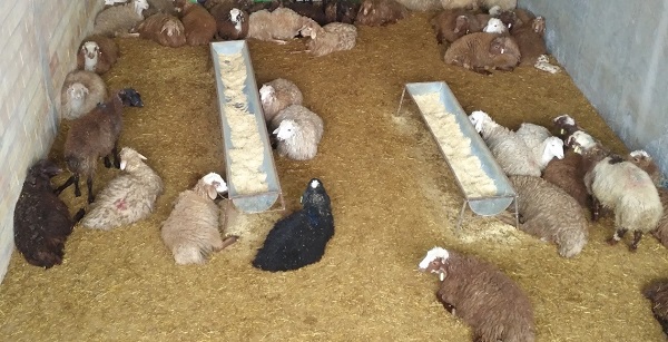 در کوتاه ترین زمان، از دامکالا، گوسفند زنده بخریم در کوتاه ترین زمان، از دامکالا، گوسفند زنده بخریم