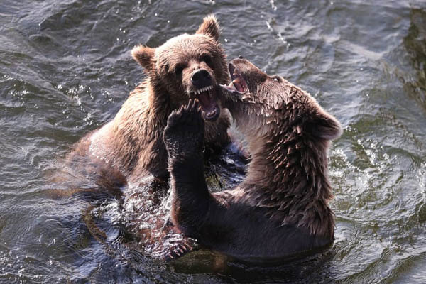 دور دنیا در قاب تصاویر؛ دعوای یک ساعته خرس ها دور دنیا در قاب تصاویر؛ دعوای یک ساعته خرس ها