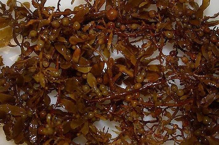 نتایج یک آزمایش بر روی جلبک‌های قهوه‌ای سواحل خلیج فارس نشان داد که عصاره این نوع جلبک خاصیت آنتی‌اکسیدانی دارد و همچنین می‌تواند برای از بین بردن باکتری‌ها استفاده شود.