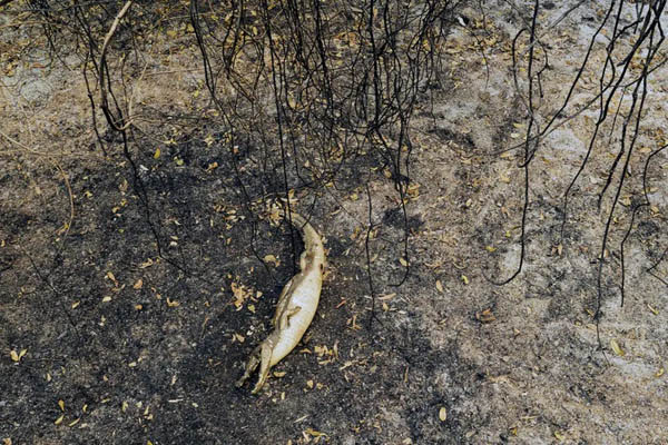 دور دنیا در قاب تصاویر ؛ خرس 39 هزار ساله دور دنیا در قاب تصاویر ؛ خرس 39 هزار ساله