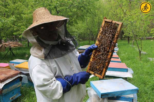 خرید عسل طبیعی از زنبوردار در وب‌سایت دهچی