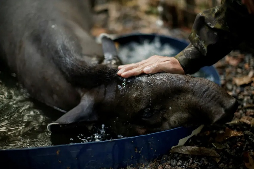 آتشی که آمازون و حیواناتش را می بلعد (گزارش تصویری) آتشی که آمازون و حیواناتش را می بلعد (گزارش تصویری)
