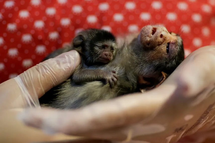 آتشی که آمازون و حیواناتش را می بلعد (گزارش تصویری) آتشی که آمازون و حیواناتش را می بلعد (گزارش تصویری)