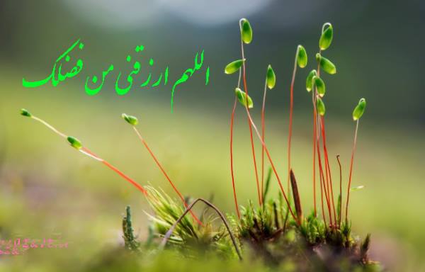 تکنیک های معنوی برای افزایش رزق و روزی