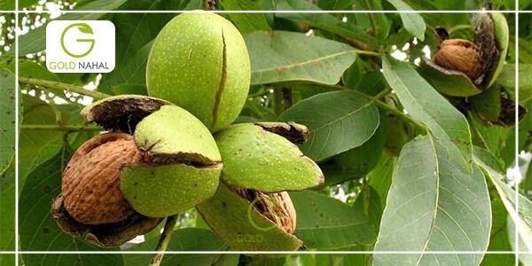 پر بارترین نهال گردو و نهال بادام ایران را بشناسید